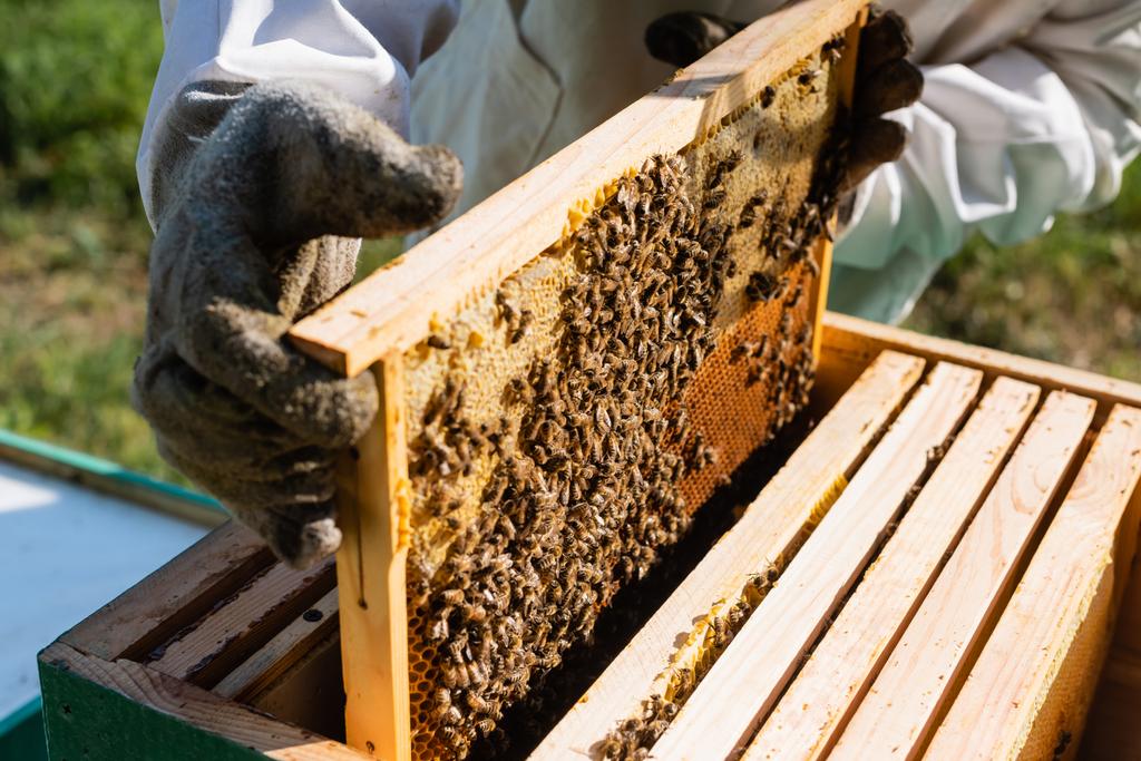 Formation Apiculture Élevage d’Abeilles