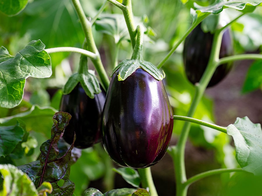 Formation Culture de l’Aubergine