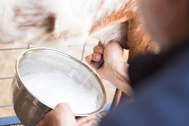 Formation Transformation Lait de Chèvre