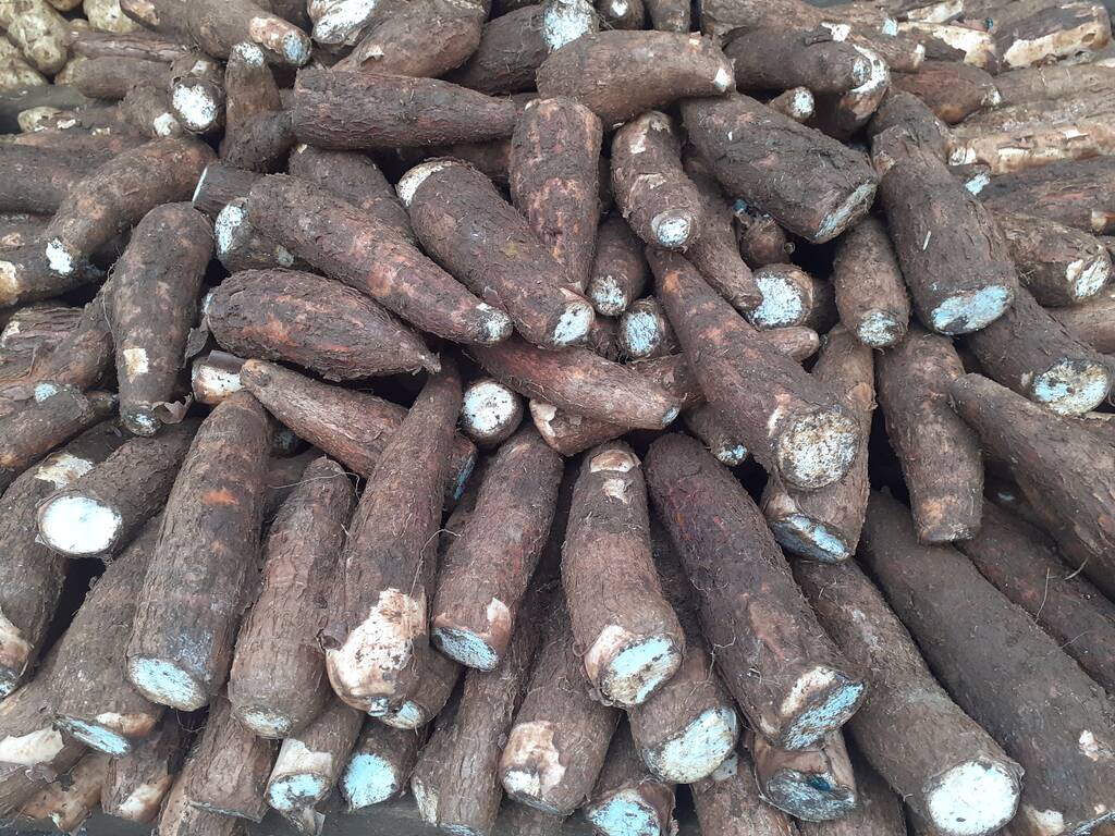 Formation Culture du Manioc
