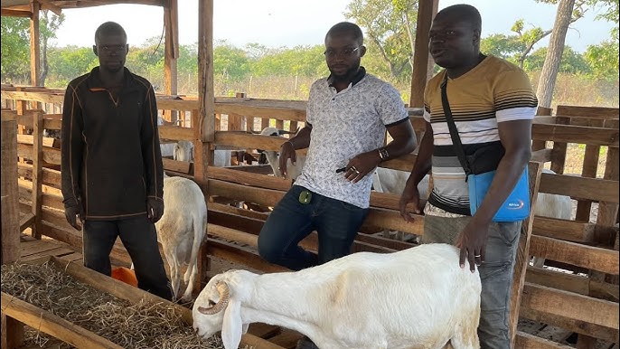 Formation Embouche Ovine et Caprine