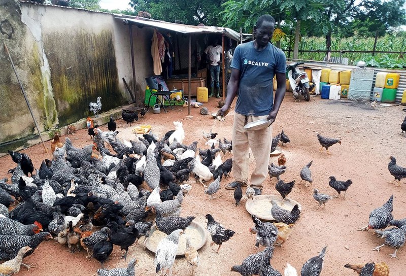 Formation Élevage des Poulets Locaux