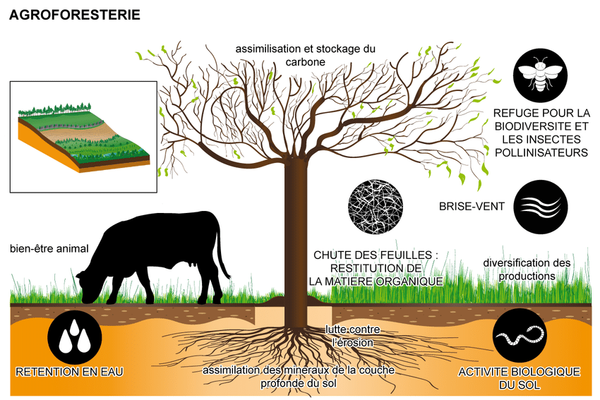 Agroforesterie