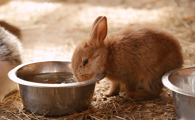 Alimentation des Lapins en Engraissement - Approche basée sur les Provendes