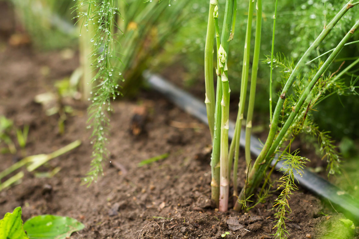 Culture des Asperges