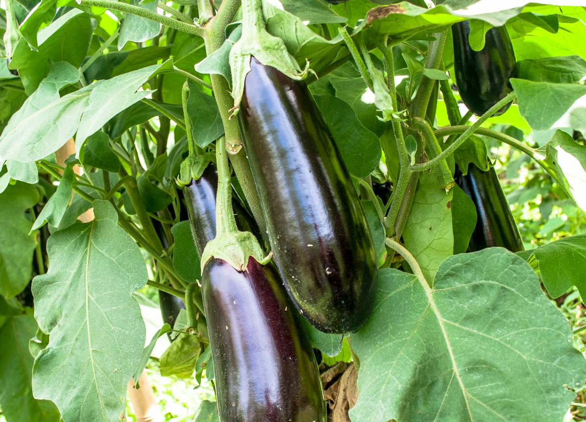 Culture d'Aubergines