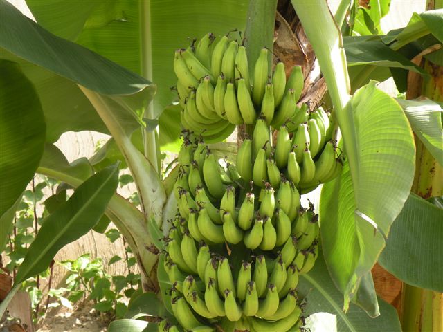 Culture de la Banane Plantain