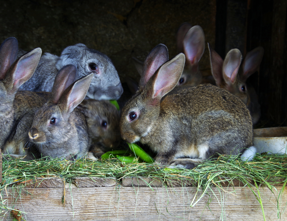 Bases de la Production de Provendes pour les Élevages de Lapins