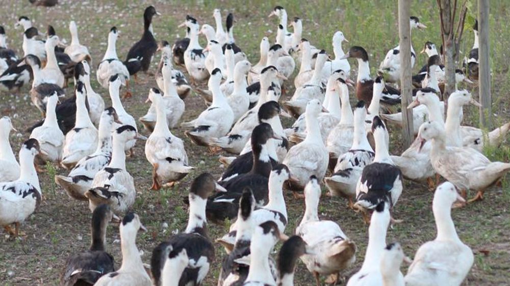 Élevage de Canards à Rôtir