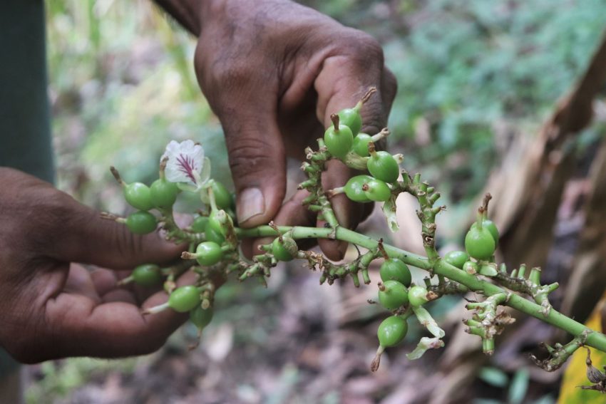 Cardamome