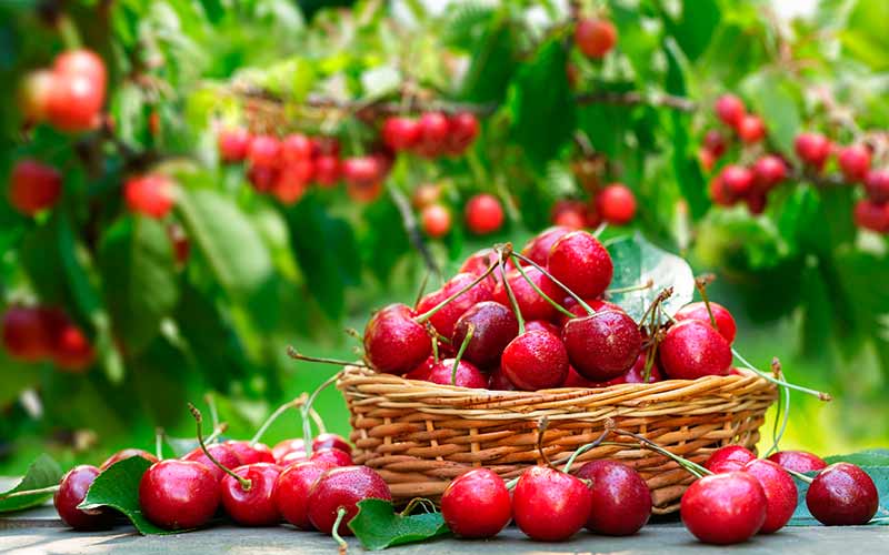 Culture de Cerises