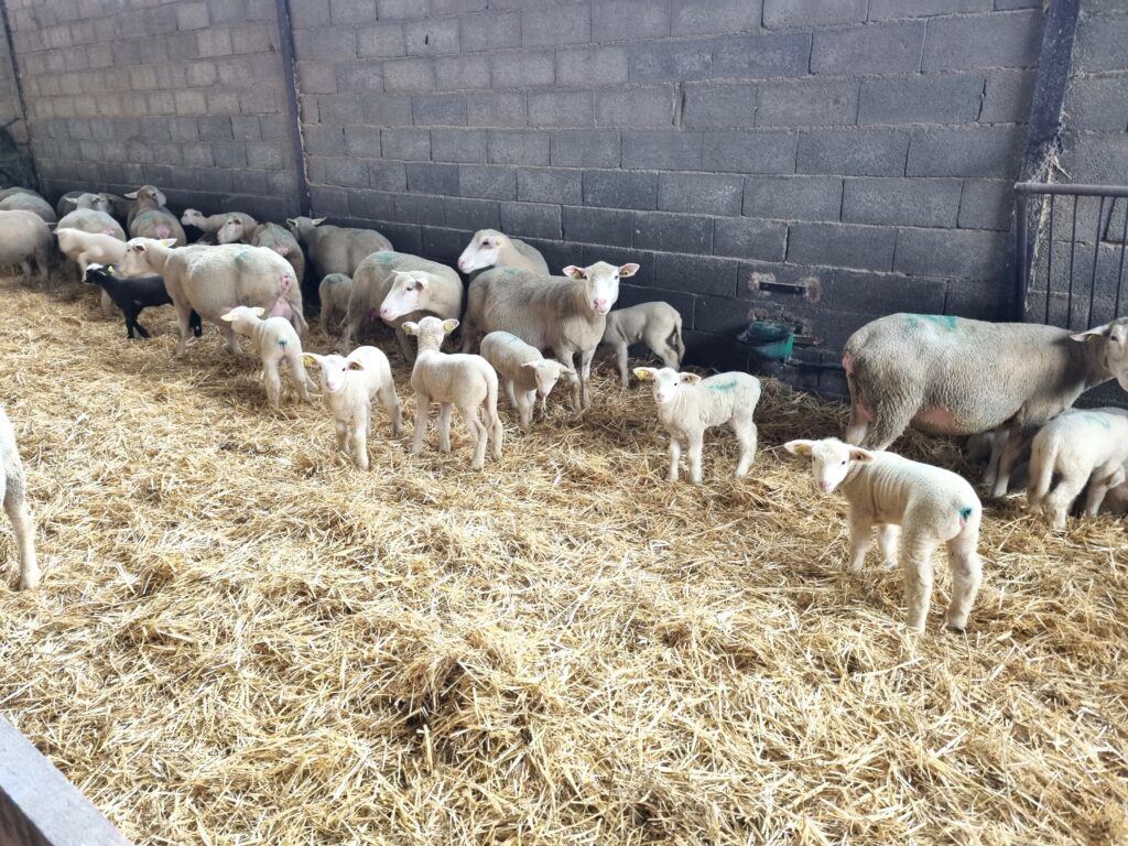 Construction de Bergerie d'Embouche Ovine