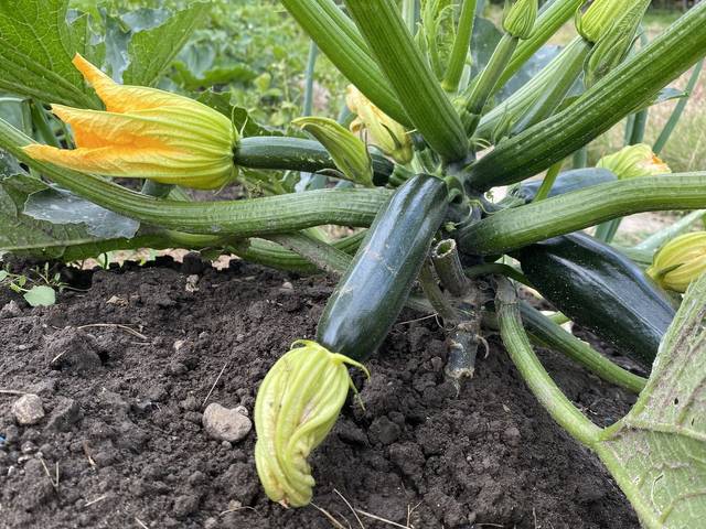 Culture de Courgettes