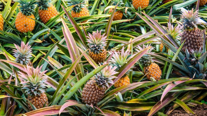 Culture de l'Ananas en Hivernage