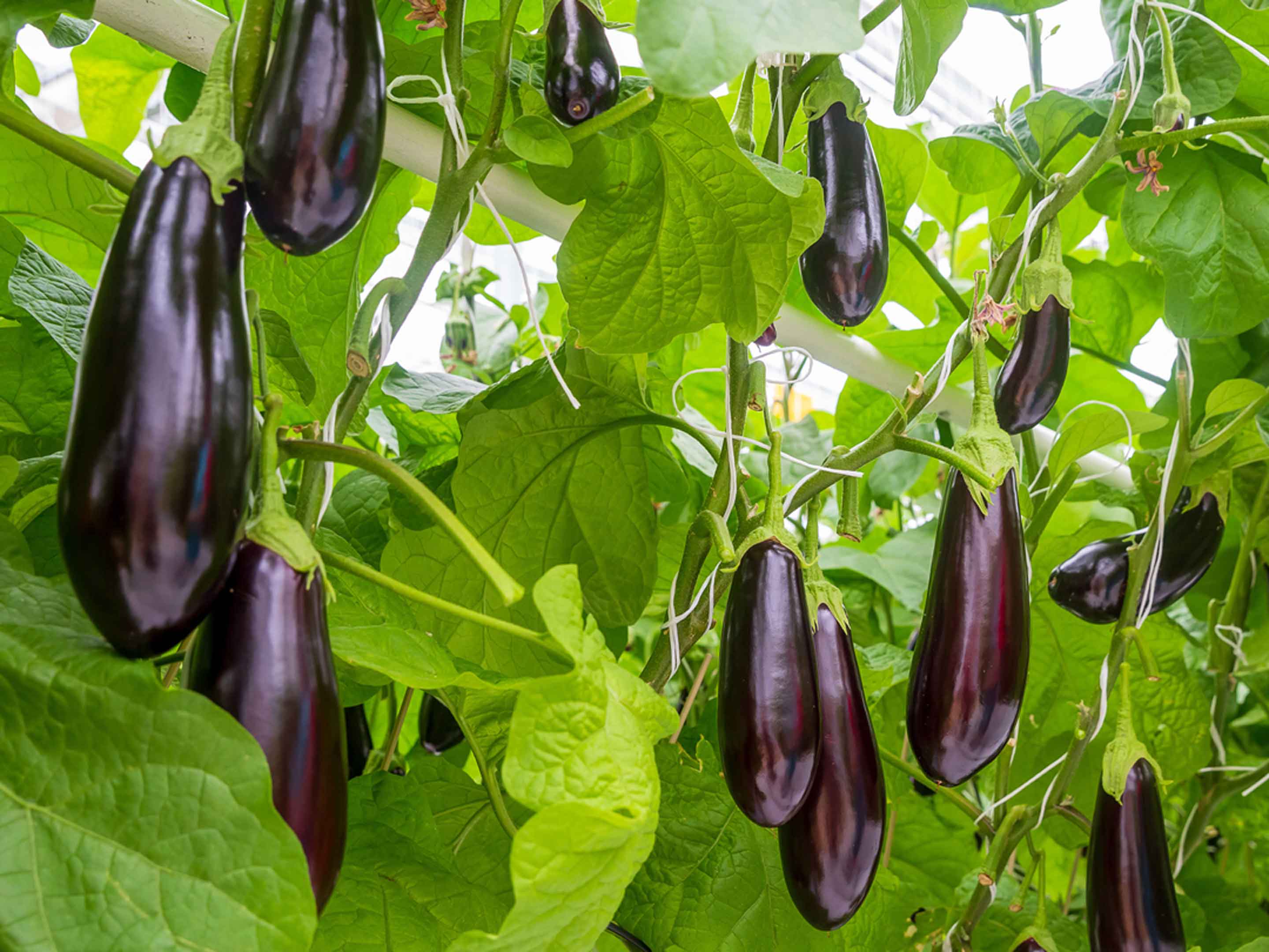 Culture des Aubergines en Hivernage