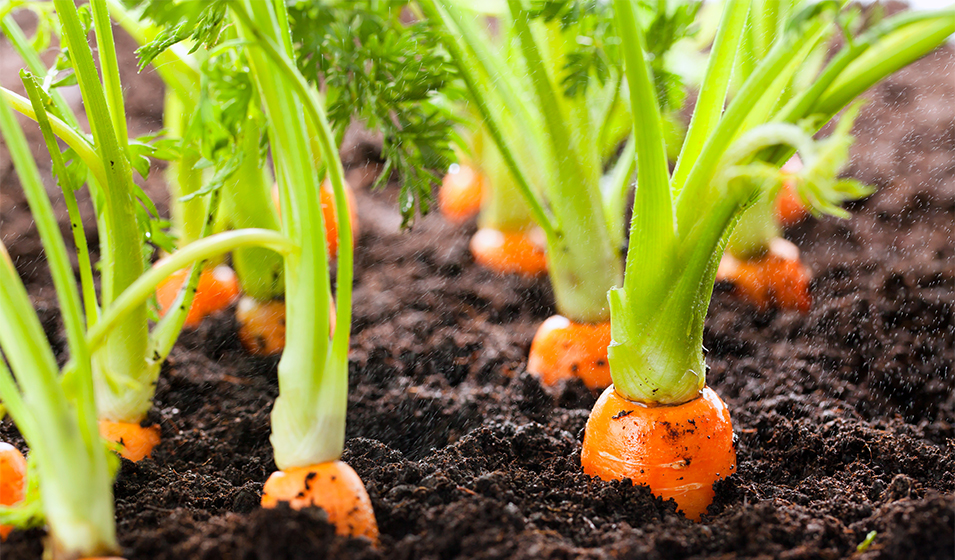 Culture de la Carottes en Hivernage