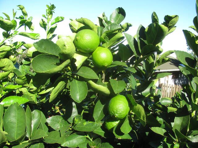 Culture du Citrons verts en Hivernage