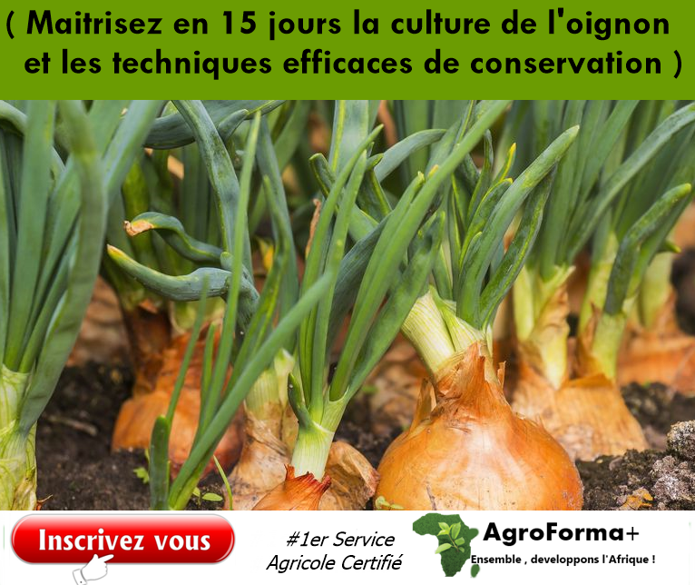 Formation en Culture et Techniques de Conservation de l'Oignon