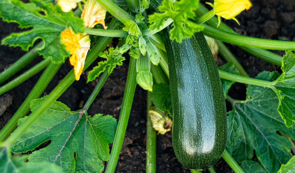 Culture de la Courgettes en Hivernage