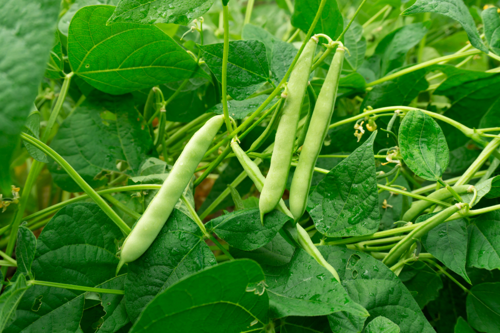 Culture de l'Haricots verts en Hivernage