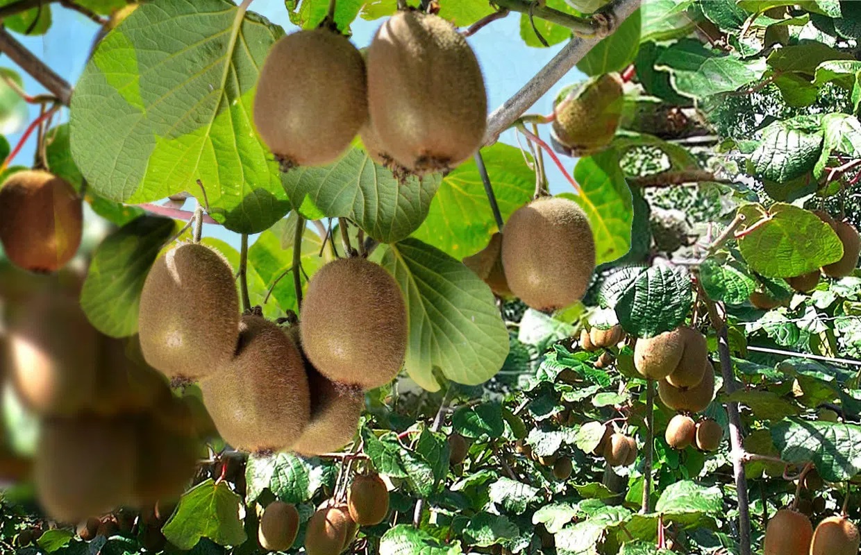 Culture des Kiwis en Hivernage