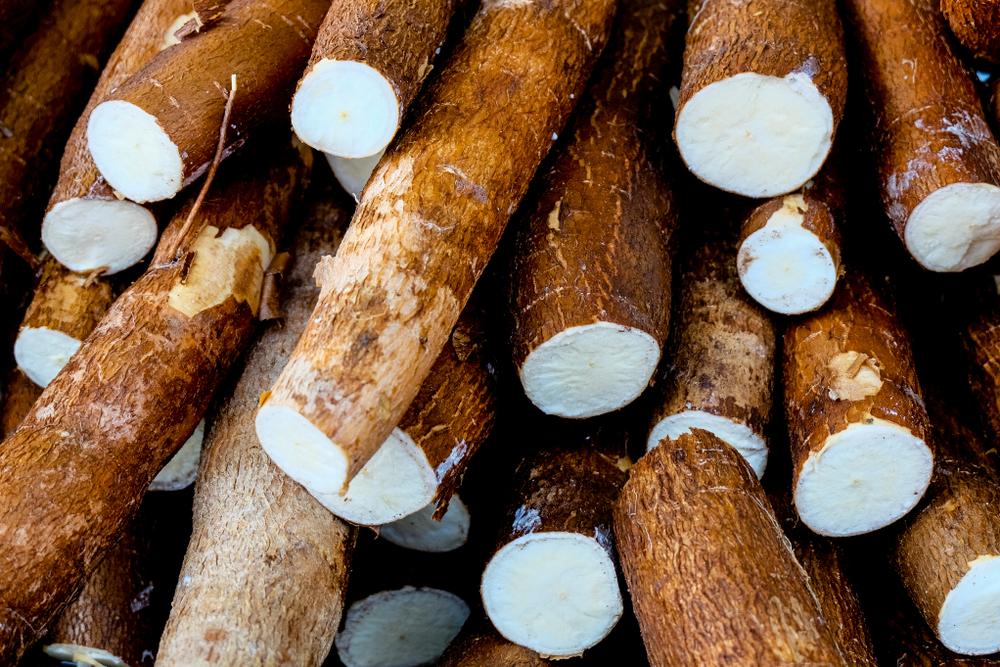 Culture du Manioc en Hivernage