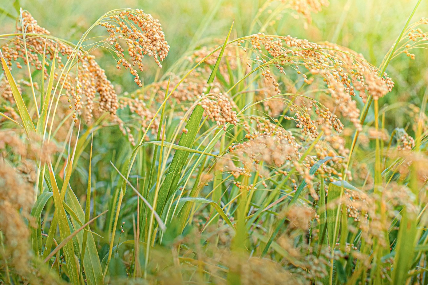 Culture du Millet en Hivernage