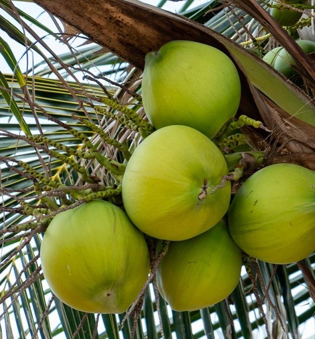 Culture du Noix de coco en Hivernage