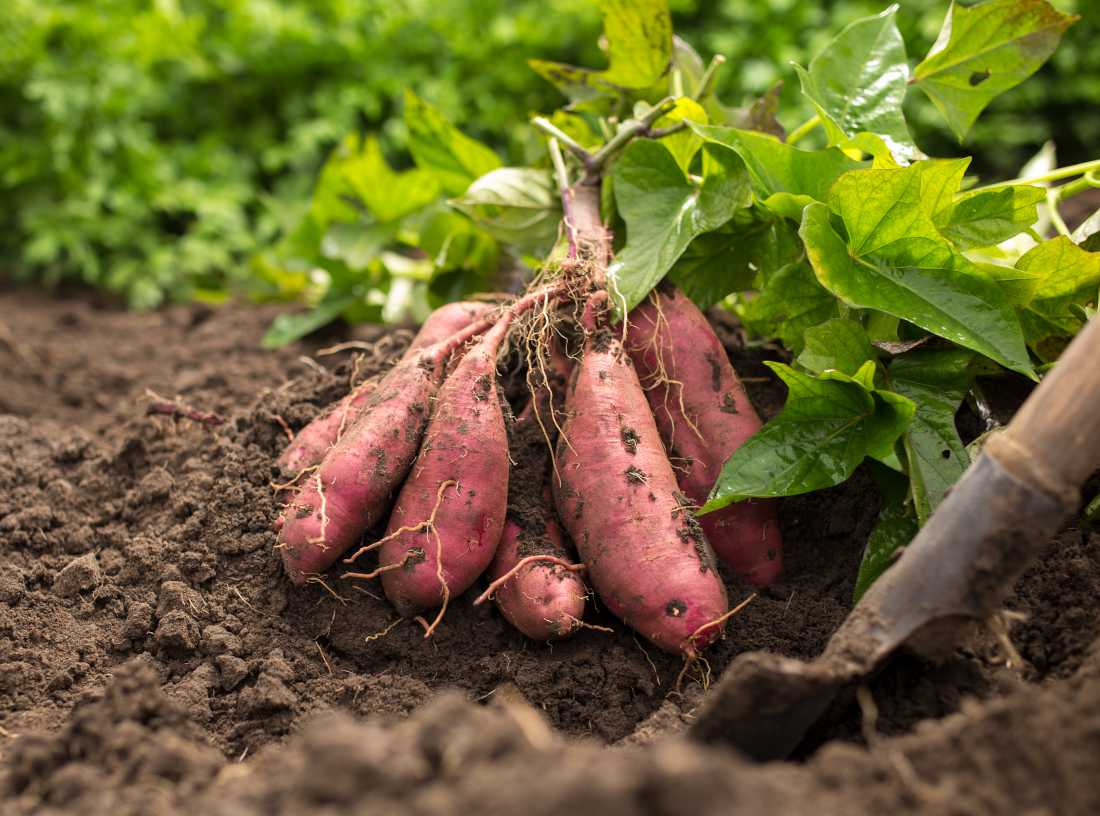 Culture de la Patates douces en Hivernage