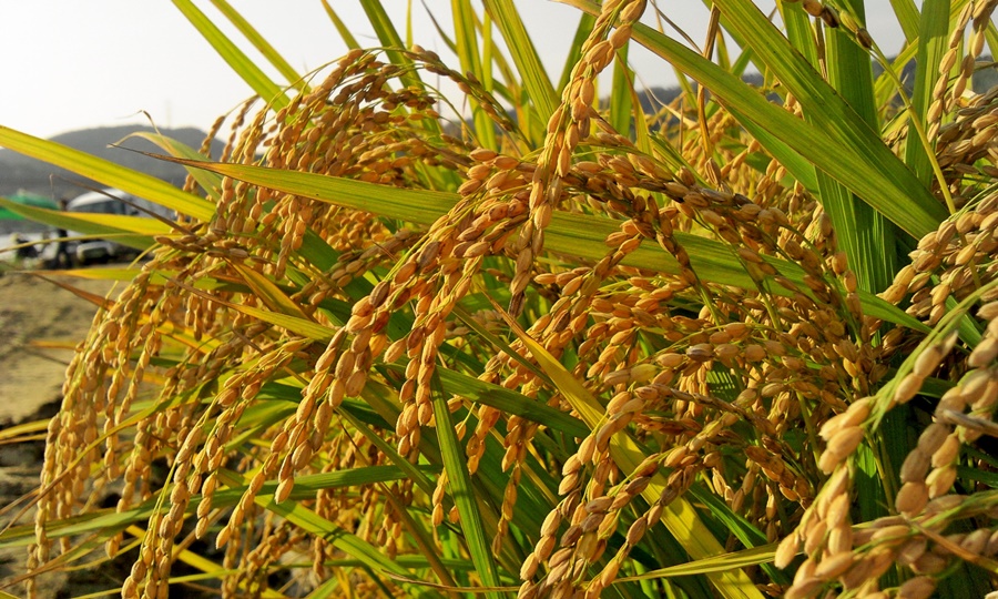 Culture du Riz en Hivernage