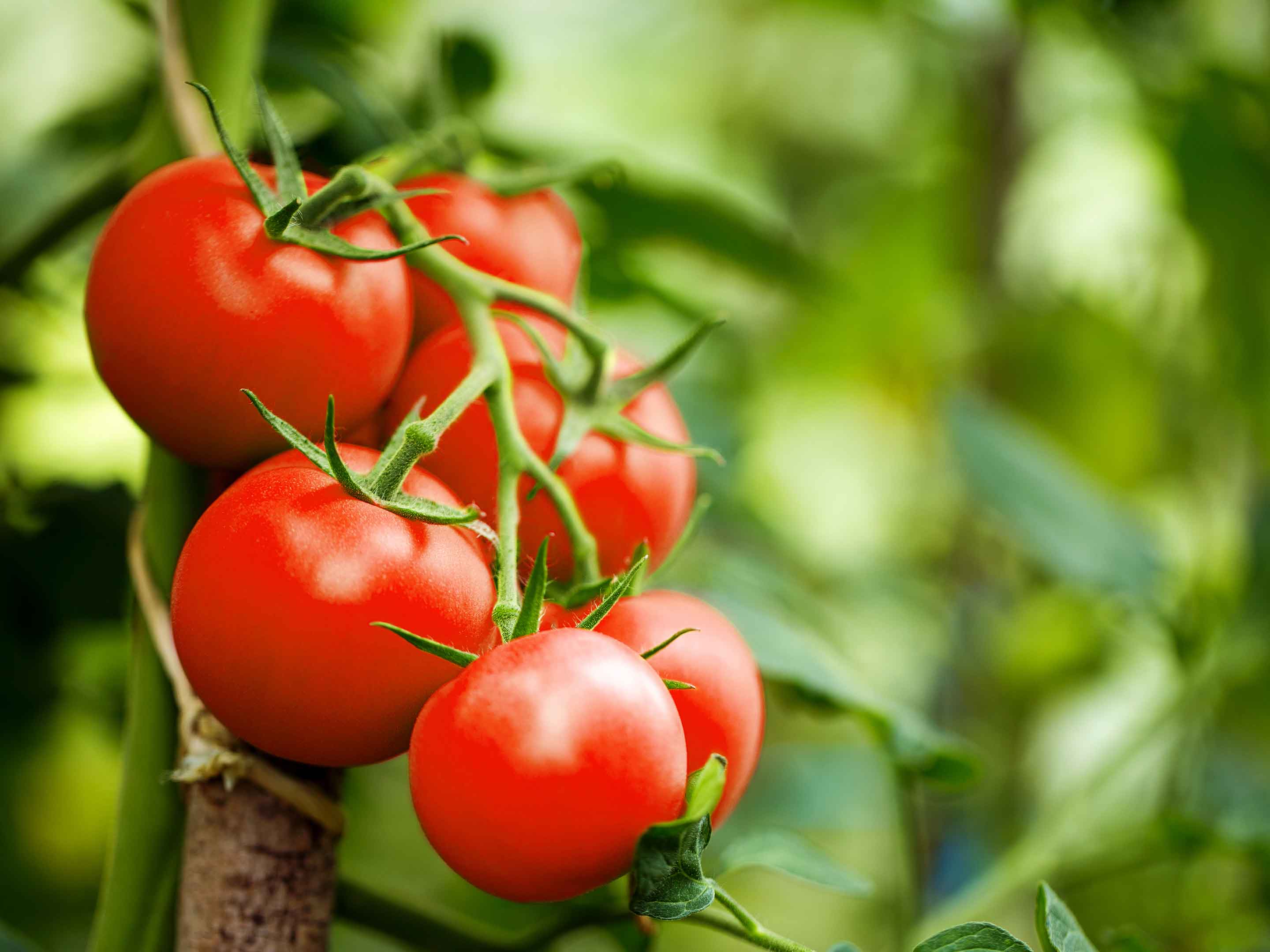 Culture de la Tomates en Hivernage