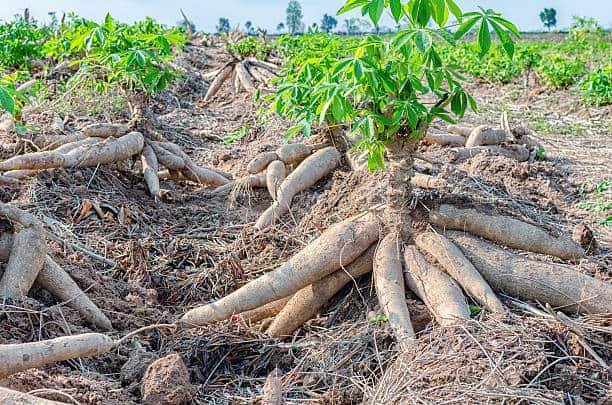 Culture et Transformation du Manioc