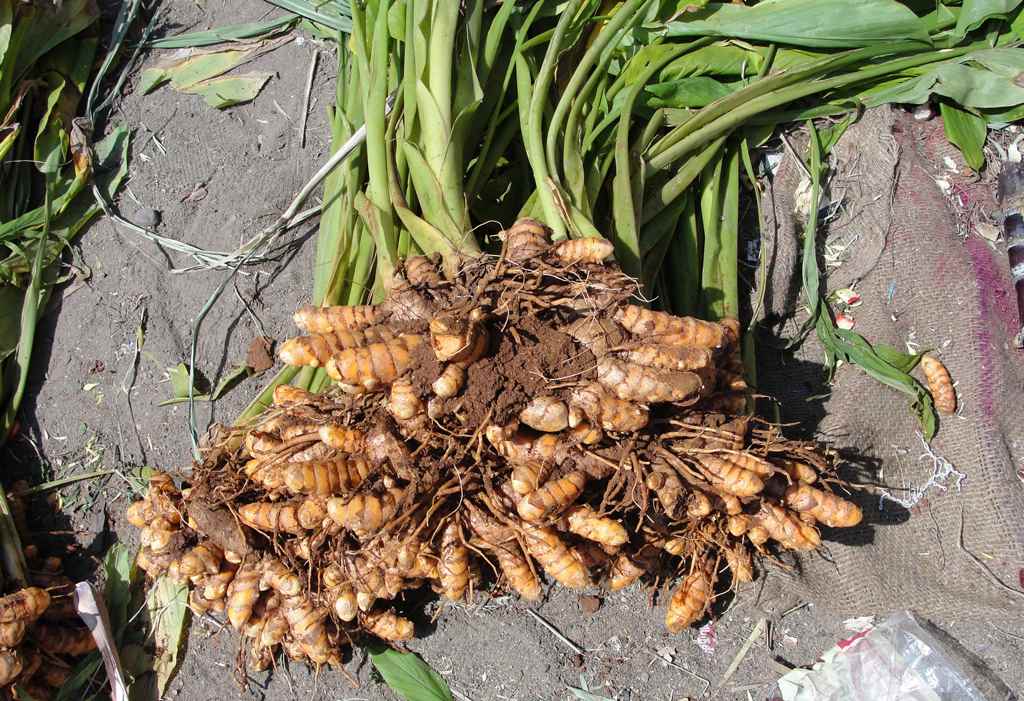 Curcuma