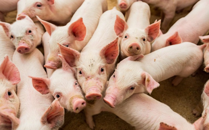 Formation en Gestion Agricole et en Élevage Intégral des Porcs