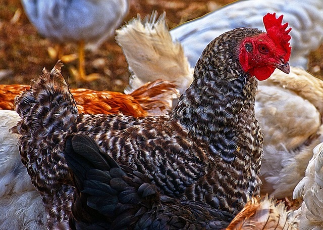 Élevage des Poules Reproductrices