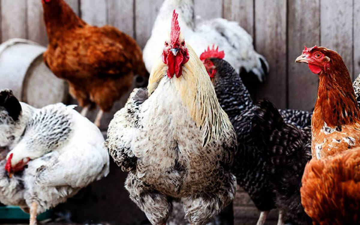 Élevage des Poulets Locaux Améliorés