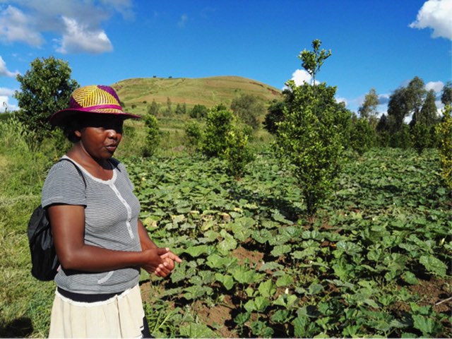 Formation sur le Système Agroforestier à Madagascar