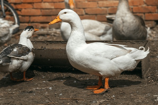 Formation sur l'Élevage des Canards à Rôti