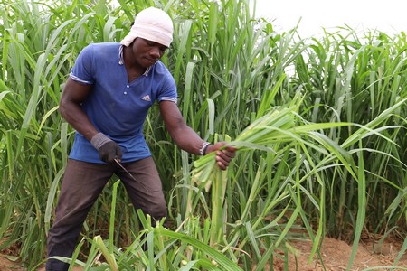 Formation sur la culture fourragère du Maralfalfa en terre ferme