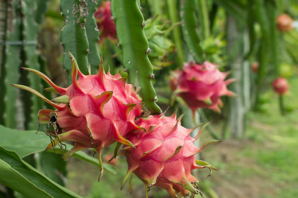 Formation sur la Culture du Fruit du Dragon