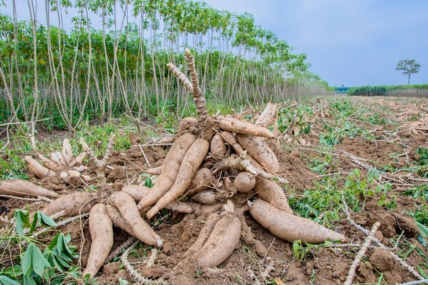 Formation sur la Gestion Financière de la Production et de la Transformation du Manioc