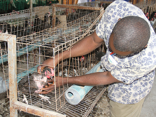 Formation en Élevage Biologique des Poulets Locaux