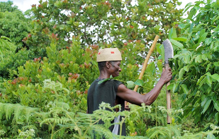 Formation sur la Production et la Transformation de la Cannelle à Madagascar