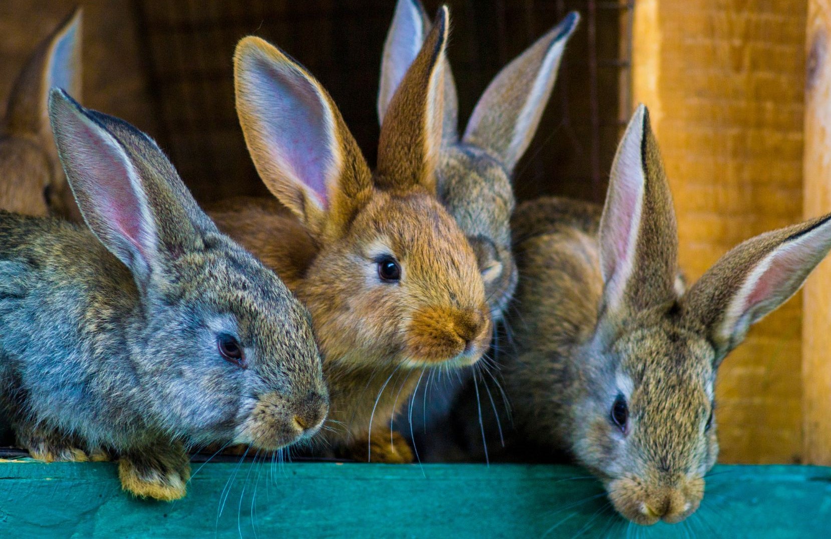 Système Intégré Lapin-Maraîchage