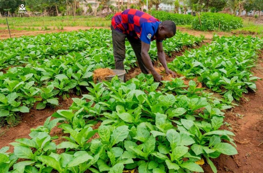 Formation en Technicien Agricole