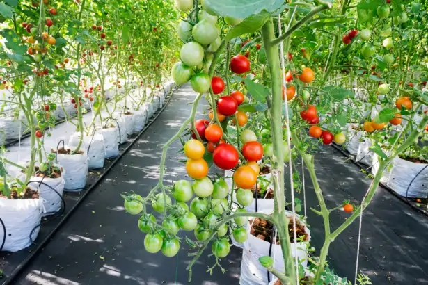 Formation Culture de la Tomate en Terre Ferme et Hors-sol