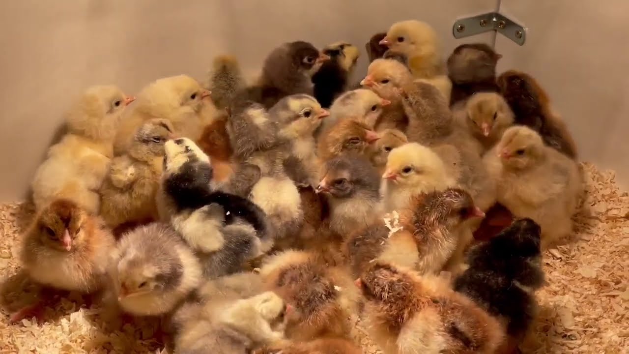 Formation sur le Traitement Bio des Maladies des Poussins et Volailles avec Plantes Bio