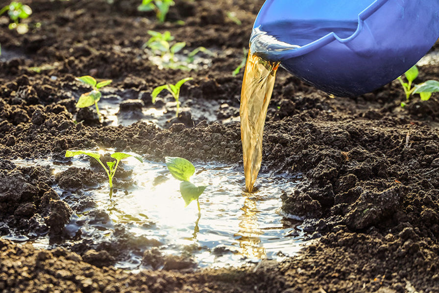 Formation sur les Techniques d'Utilisation de l'Urine comme Fertilisant