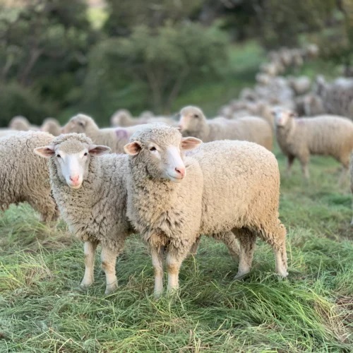 Formation Avancée sur la Production de Provendes pour les Ovins