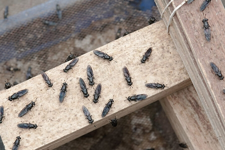 Formation sur la Production de Provendes pour les Élevages d'Insectes